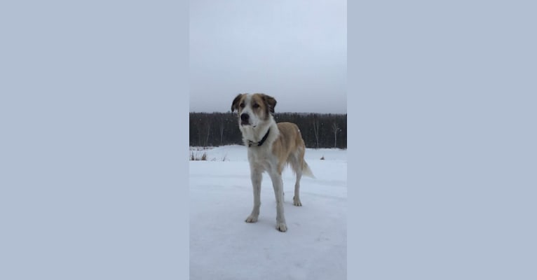 Clyde, a Great Pyrenees and Staffordshire Terrier mix tested with EmbarkVet.com