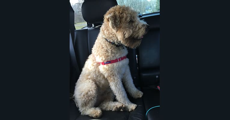 Bentley, a Soft Coated Wheaten Terrier tested with EmbarkVet.com