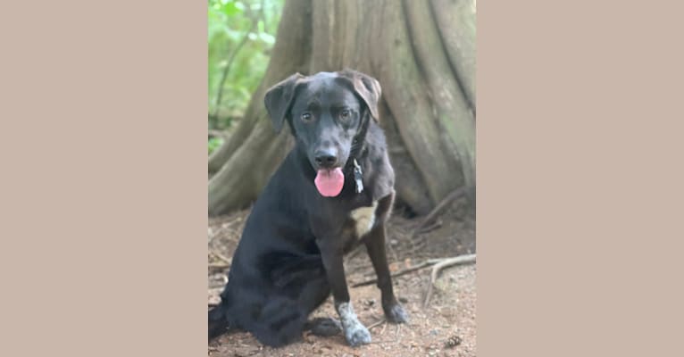 Guinness, a Labrador Retriever and Australian Cattle Dog mix tested with EmbarkVet.com