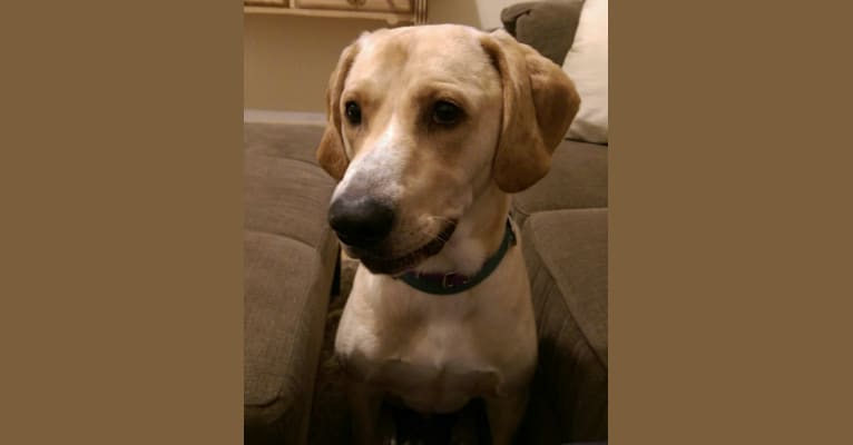 Ramsey, a Labrador Retriever and Coonhound mix tested with EmbarkVet.com