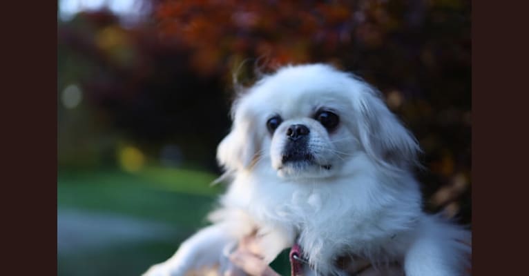 Photo of Molly, a Pekingese, Chihuahua, and Japanese Chin mix in Seattle, Washington, USA