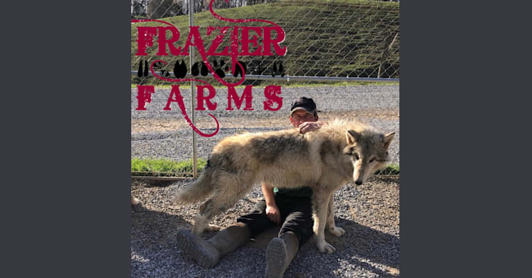 Frazier’s Gray Beast a dog tested with EmbarkVet.com