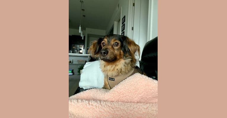 Chief, a Chihuahua and Dachshund mix tested with EmbarkVet.com