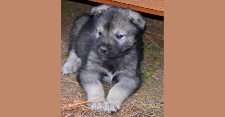 Teddy, a German Shepherd Dog and Alaskan Malamute mix tested with EmbarkVet.com