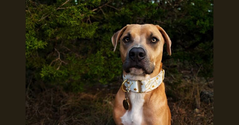 Lucian, an American Pit Bull Terrier and Rat Terrier mix tested with EmbarkVet.com
