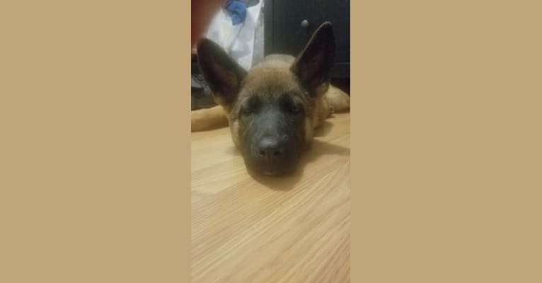 Kuma, an Akita and German Shepherd Dog mix tested with EmbarkVet.com