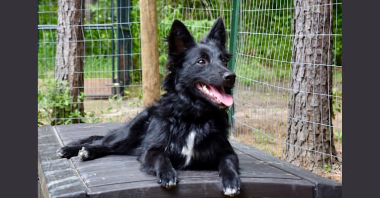 Embark Dog DNA Test - Breed