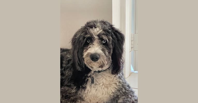 Obi1, an Aussiedoodle (6.3% unresolved) tested with EmbarkVet.com