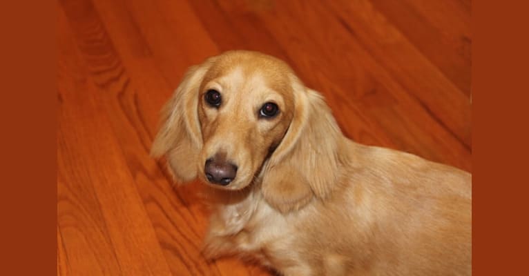 Oliver (Ollie) von Frederick, a Dachshund tested with EmbarkVet.com
