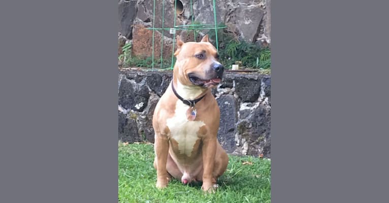 Koa, a Staffordshire Terrier tested with EmbarkVet.com