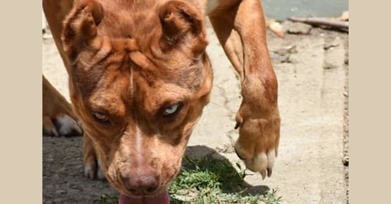 CALYPSO'S KEYHOLE a dog tested with EmbarkVet.com