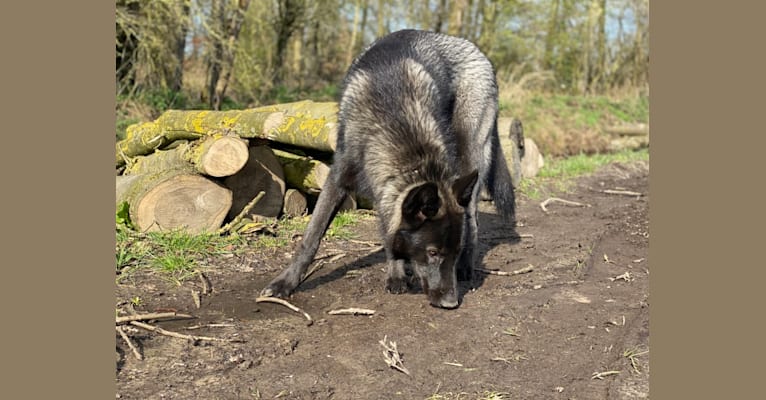 Nowak (Nube van Wolfvoorde) a dog tested with EmbarkVet.com