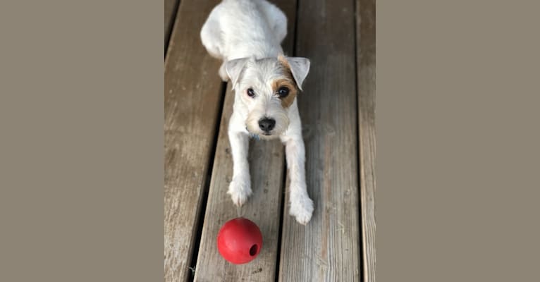 Zazu, a Russell-type Terrier tested with EmbarkVet.com