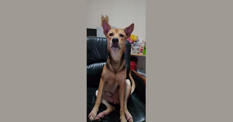 Wacky, a Southeast Asian Village Dog tested with EmbarkVet.com