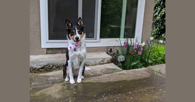 Cora, a Border Collie and Australian Cattle Dog mix tested with EmbarkVet.com
