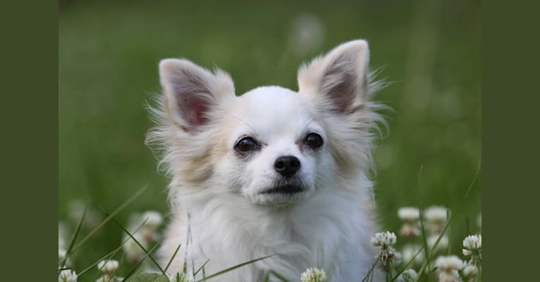 Simba, a Chihuahua tested with EmbarkVet.com