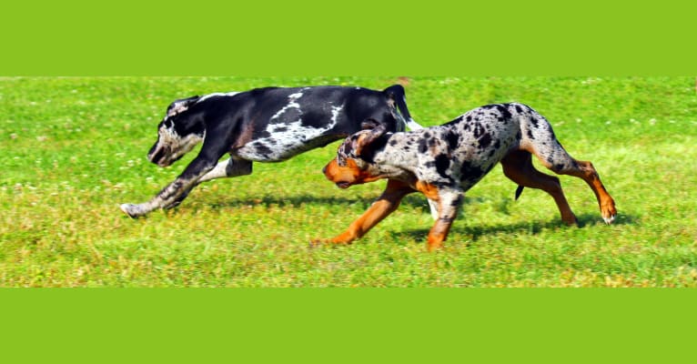 Roux, a Catahoula Leopard Dog tested with EmbarkVet.com