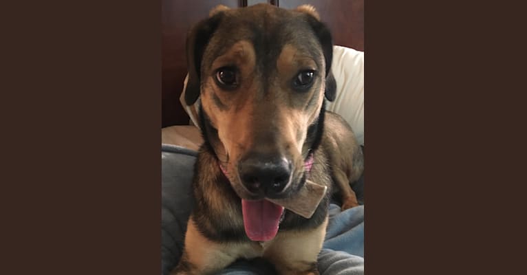 Redbone coonhound australian shepherd mix sales
