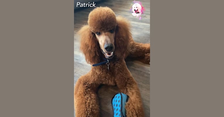 Patrick, a Poodle (Standard) tested with EmbarkVet.com