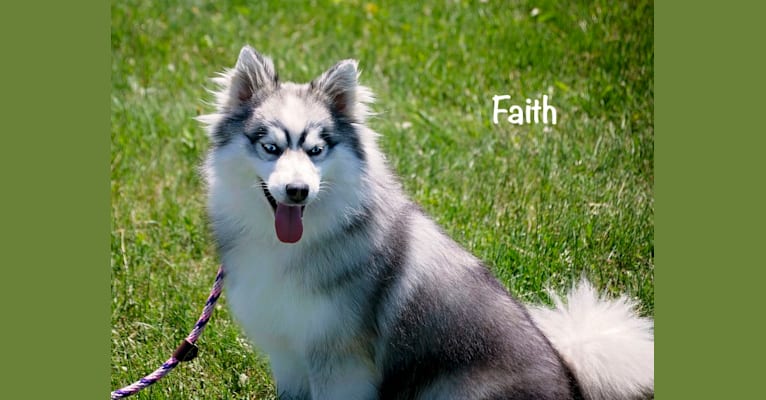 Faith, a Pomsky tested with EmbarkVet.com