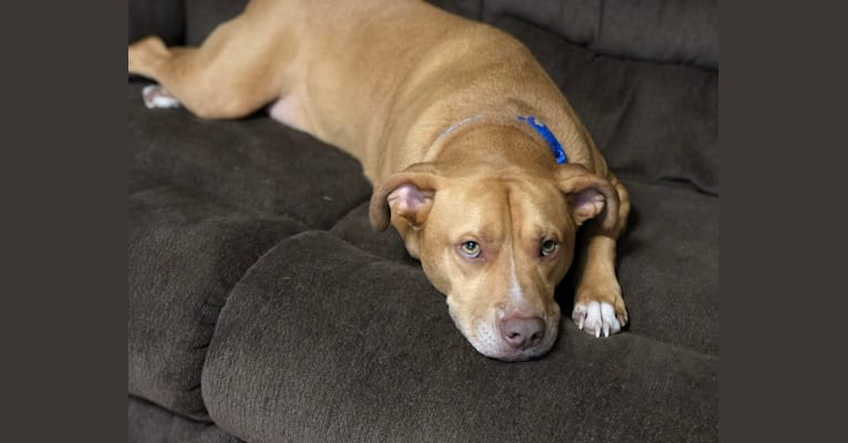 Rudolph (Rudy), an American Pit Bull Terrier and Boxer mix tested with EmbarkVet.com