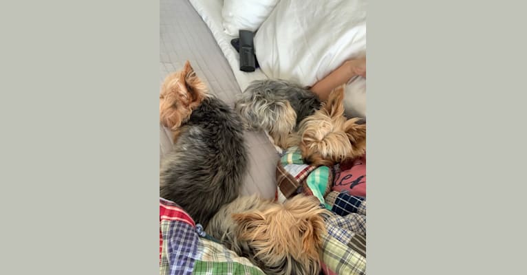 Anna, a Yorkshire Terrier tested with EmbarkVet.com