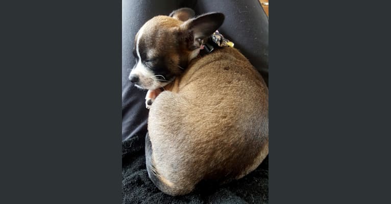 Cornelius, a Pug and Chihuahua mix tested with EmbarkVet.com
