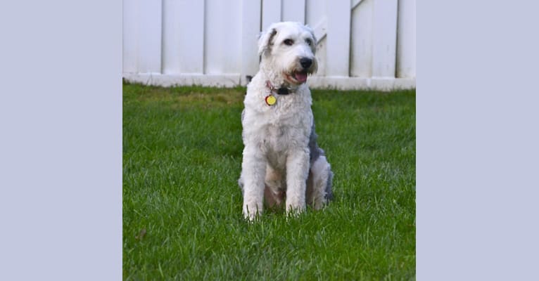 Ella, an Old English Sheepdog tested with EmbarkVet.com