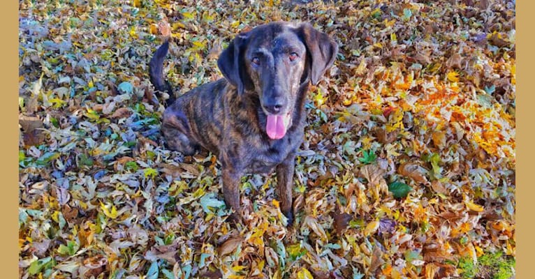 Zoe, a Labrador Retriever and German Shepherd Dog mix tested with EmbarkVet.com