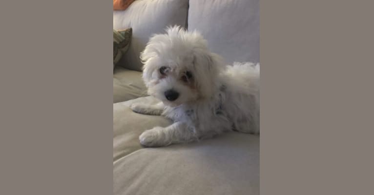Pancho, a Maltese and Havanese mix tested with EmbarkVet.com