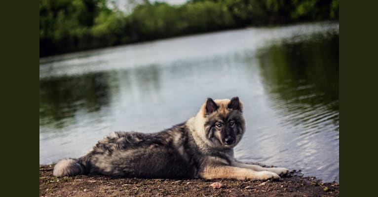 Kaia, a Siberian Husky tested with EmbarkVet.com