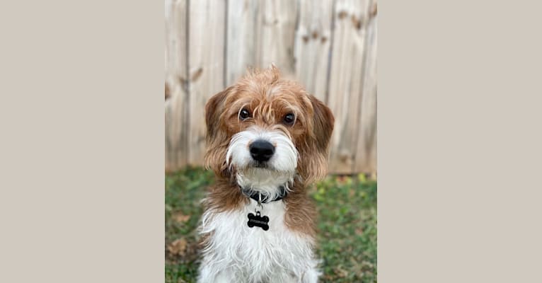 Watson, a Beagle and Poodle (Small) mix tested with EmbarkVet.com