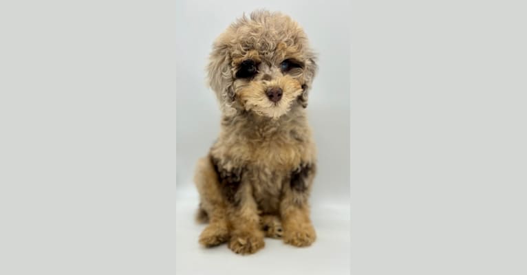 Benson, a Poodle tested with EmbarkVet.com