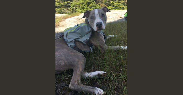 Rocko, an American Pit Bull Terrier tested with EmbarkVet.com