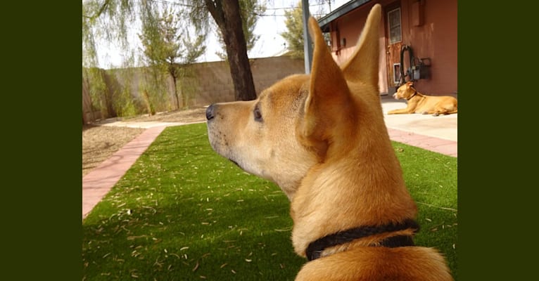 Bean, a Chow Chow and Chihuahua mix tested with EmbarkVet.com