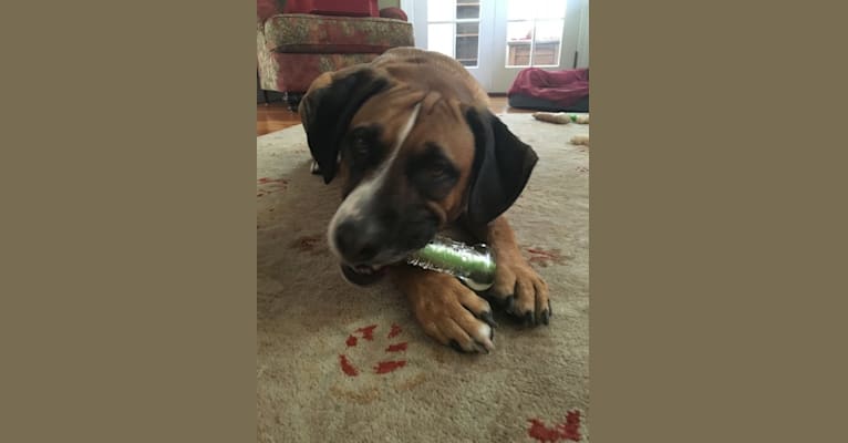 Buster, a Labrador Retriever and Beagle mix tested with EmbarkVet.com