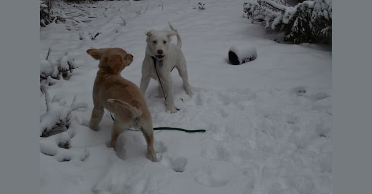 casper, a Great Pyrenees and Labrador Retriever mix tested with EmbarkVet.com