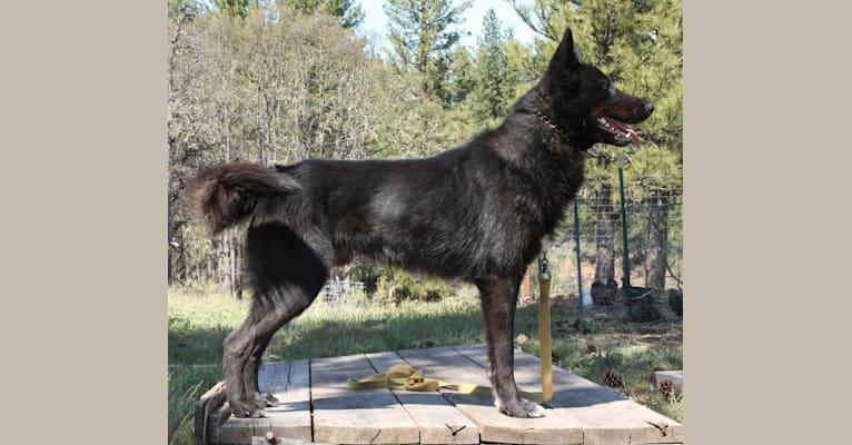 Warden, a Karelian Bear Dog and Irish Wolfhound mix tested with EmbarkVet.com