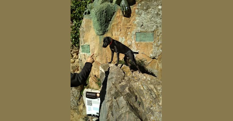 Lena, a Labrador Retriever and Russell-type Terrier mix tested with EmbarkVet.com