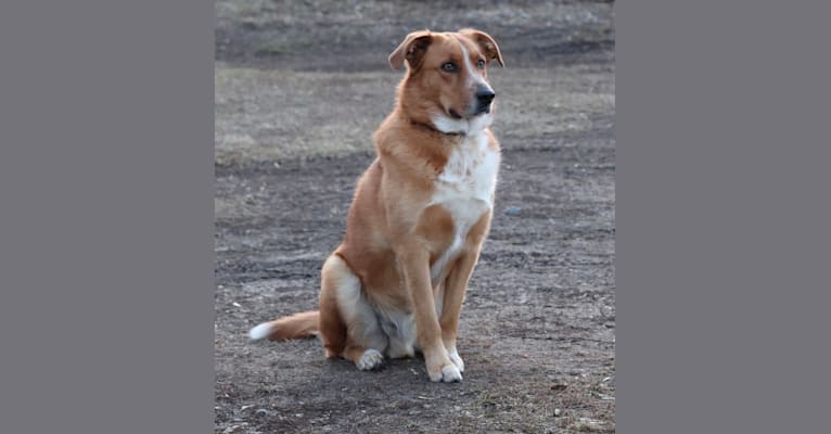 Mickee, a Golden Retriever and Border Collie mix tested with EmbarkVet.com