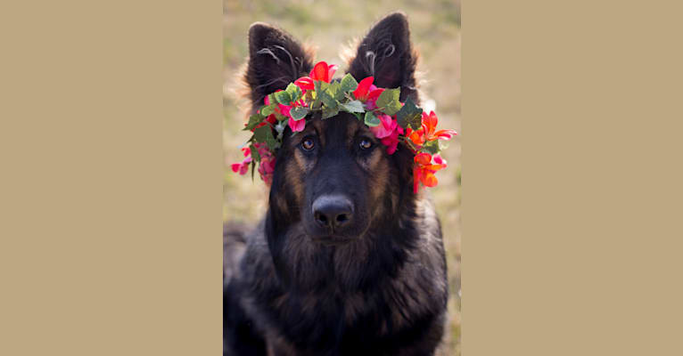 Xenavi, a German Shepherd Dog tested with EmbarkVet.com