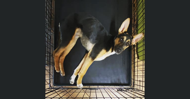 Lola, a German Shepherd Dog and American Pit Bull Terrier mix tested with EmbarkVet.com