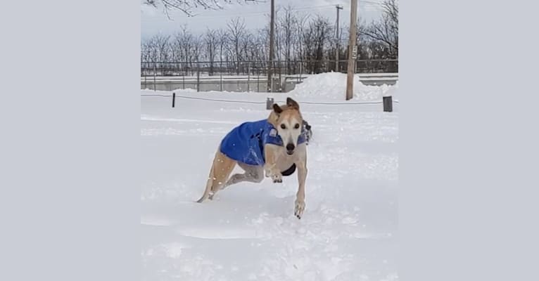 Photo of P Kay Ruger "Rogue", a Greyhound  in Oklahoma, USA