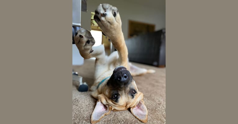 Photo of Link, a German Shepherd Dog, Boxer, American Foxhound, Great Pyrenees, and Australian Cattle Dog mix in Tennessee, USA
