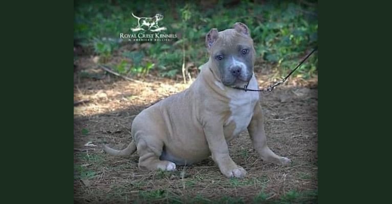 Photo of WHITLEY, an American Bully 