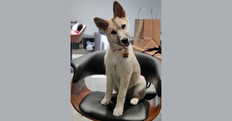 Zima, a Siberian Husky and German Shepherd Dog mix tested with EmbarkVet.com