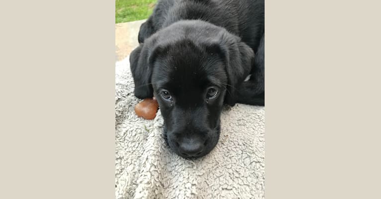 Maya, a Labrador Retriever tested with EmbarkVet.com