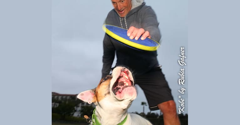 Kobe, a Bulldog and American Pit Bull Terrier mix tested with EmbarkVet.com