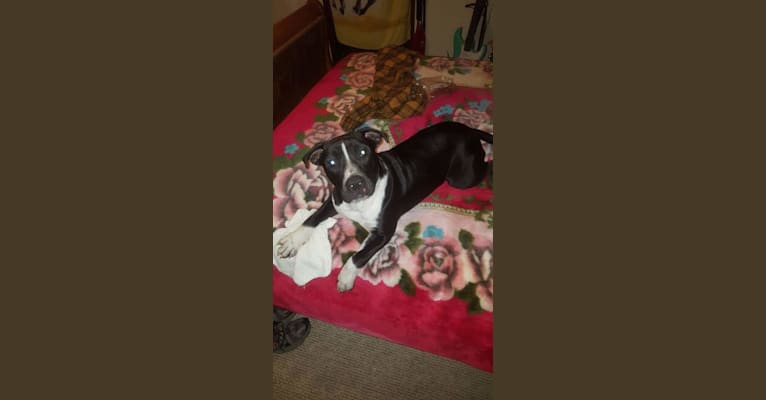 Photo of Tank, an American Pit Bull Terrier, Bulldog, Boxer, and American Staffordshire Terrier mix in Washington, NC, USA