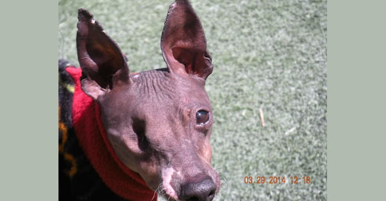 Photo of Lacie, an American Hairless Terrier 